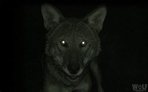 Why Do Wolves Eyes Glow In The Dark Wolf Conservation Center