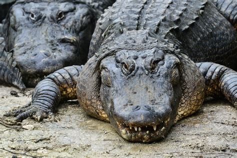 Jacarés E Crocodilos Possuem Diferenças Confira As Curiosidades