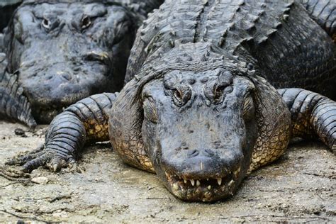 Fotos De Crocodilo E Jacaré