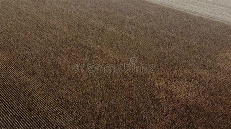 Dry Corn Field Agricultural Field Of Dried Corn In The Field Aerial