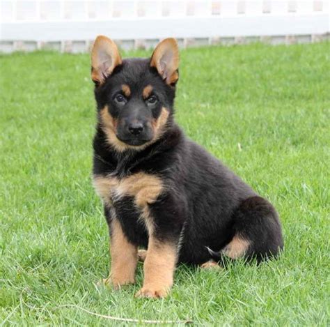 Why buy a german shepherd dog puppy for sale if you can adopt and save a life? German Shepherd Puppies For Sale Craigslist | PETSIDI