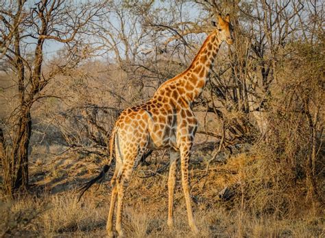 무료 이미지 자연 모험 야생 생물 아프리카 포유 동물 동물 상 대초원 목초지 척골가 있는 원정 여행 기린과