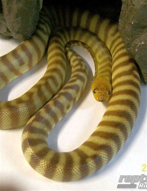 Woma Python Reptile And Grow