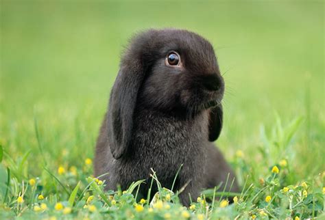 Mini Lop Rabbits Fully Grown
