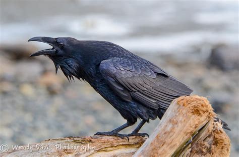 Foto Van Wendy Davis Photography Raven Bird Raven Black Bird
