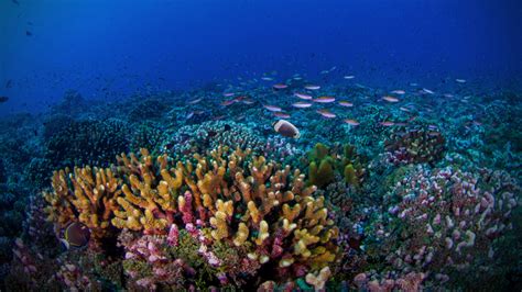 Mapping The Health Of Tropical Coral Reefs Giving Compass