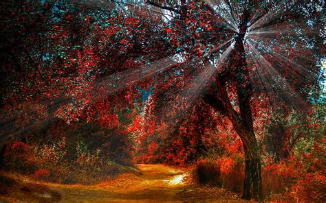 1920x1080px 1080p Free Download Sunburst In Autumn Forest Forest