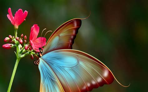 Download Flower Artistic Butterfly Hd Wallpaper
