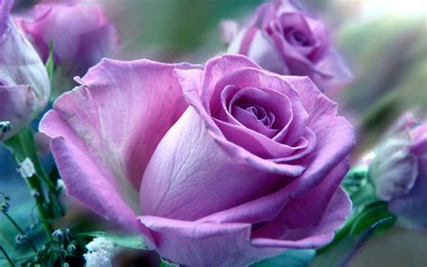 Rose hd wallpapers backgrounds wallpaper 5616×3510. 48+ Beautiful Rose Wallpapers HD on WallpaperSafari