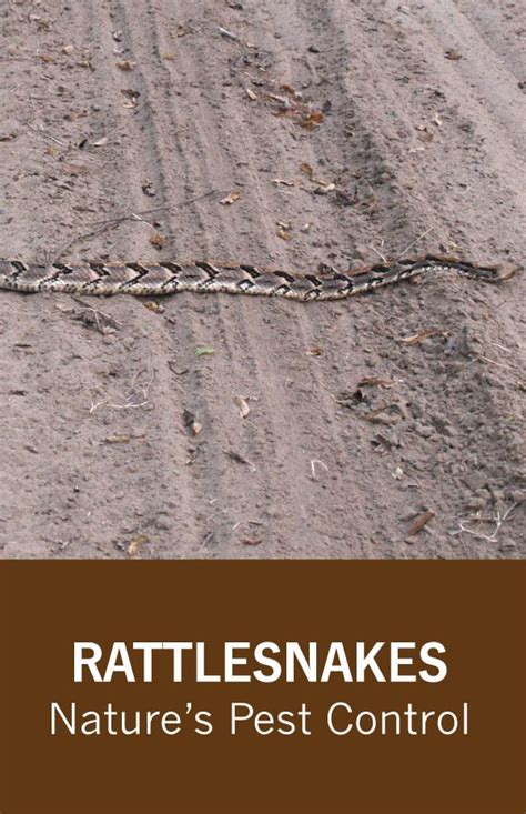 Pest control everything's ultimate ant control guide provides articles and information on ant control best practices, along with access to some of the regardless of the pesticide product formulation, the key to effective ant treatment is applying the right product for the right ant species in the right location. The Benefits of Rattlesnakes: Nature's Pest Control | Pest ...