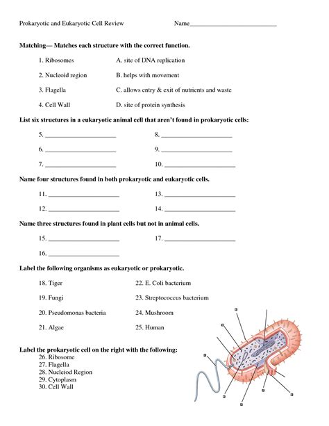 Prokaryotic And Eukaryotic Cells Worksheet