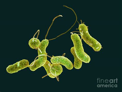 Helicobacter Pylori Bacteria Photograph By Science Photo Library