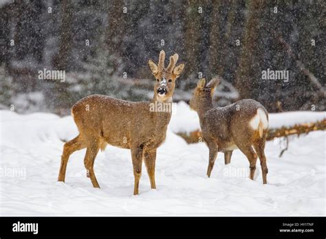Roe Deer Capreolus Capreolus Buck And Doe In Falling Snow Southern