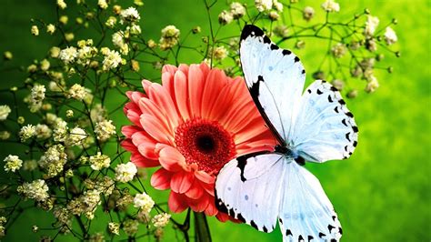 The animal kingdom is full of beautiful and mysterious processes, but there are few that are more captivating and wonderful than the metamorphoses that caterpillars. Butterflies and Flowers | Flower Garden - Butterfly in ...