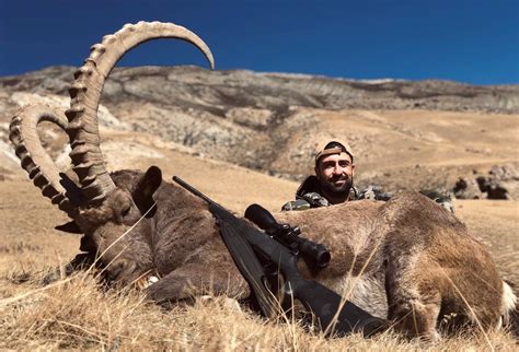 Profihunt 7 Day Mid Asian Ibex Hunt For One Hunter In Kyrgyzstan