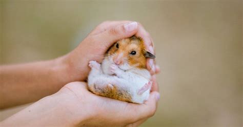 Dwarf Hamster Animal Facts Cricetulus Barabensis A Z Animals