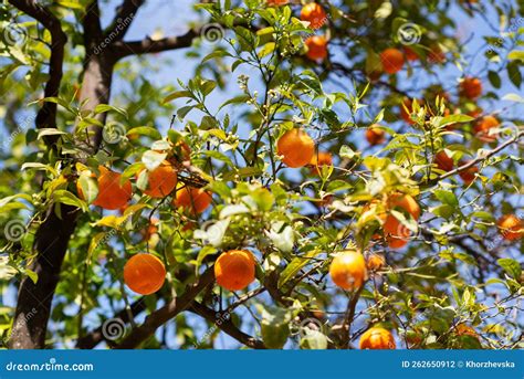 Orange Tree With Ripe Fruits And Flowers Blooming Tangerine Stock