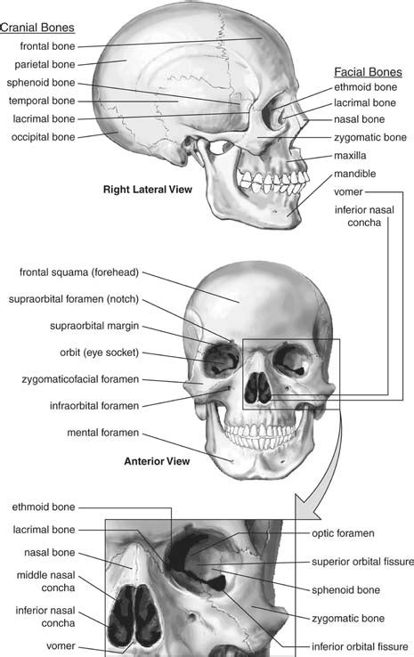 A position in which it is presumed that the person is standing erect with head held straight, eyes looking to the horizon, arms picture (a) is a perfect example of why anatomists use the anatomical position. 12 Best Images of Skull Anatomy And Physiology Worksheets ...