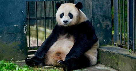 Must Reads Saving Giant Pandas China Launches A Make Or Break