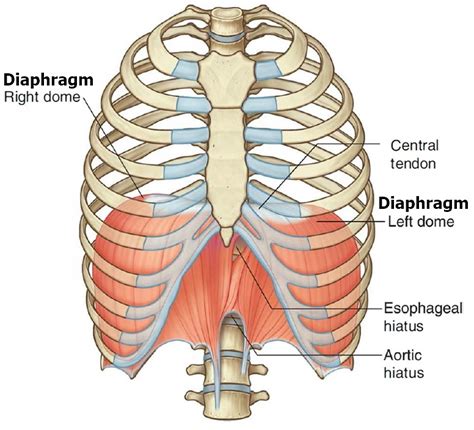 Is Your Diaphragm A Muscle