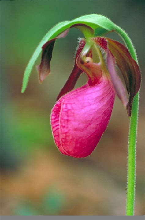 Free Picture Up Close Dark Pink Lady Slipper Orchid Moccasin