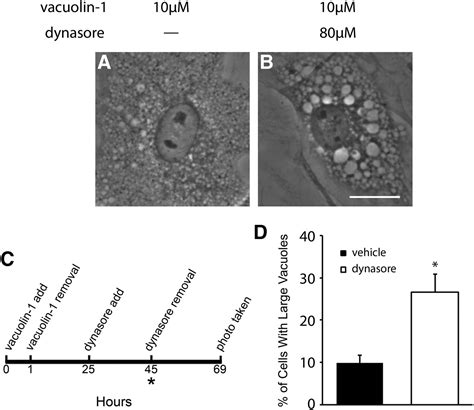 Reactivation Of Lysosomal Ca2 Efflux Rescues Abnormal Lysosomal
