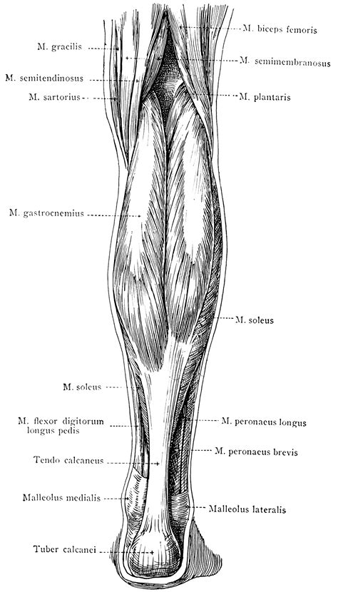 Anatomy Upper Leg