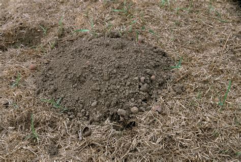 Serious Garden Pests Voles Moles And Gophers The Real Dirt Chico