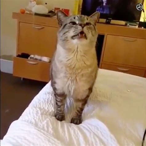 Made With 🧡 For Cats 🐱 On Instagram Epic Cat Sneeze 😹😹😹 Amazinglycat