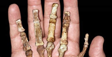 Two Million Year Old Safrica Fossils Show Links To Man Dawncom