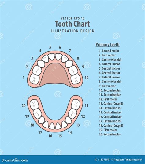 Tooth Chart Primary Teeth With Number Illustration Vector On Blu