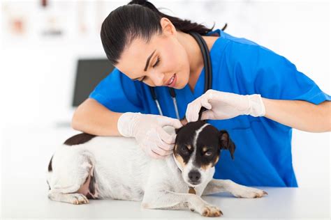 Vets In Surrey On Finding The Right Veterinarian To Care For Your Pet
