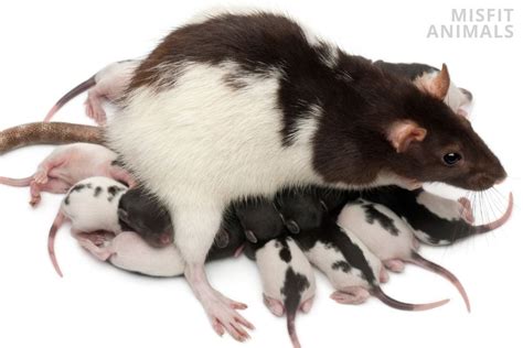 Rat Reproduction And Breeding Half A Billion Babies
