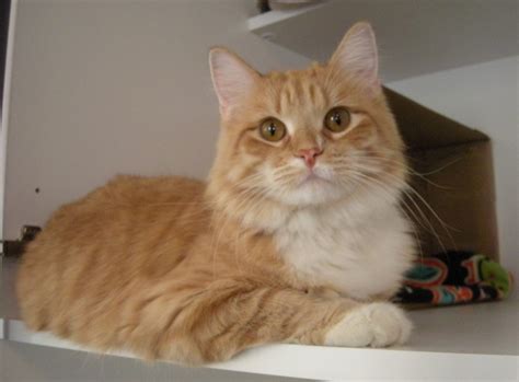 More than 75% of orange tabby cats are male. Looking for a feline friend? | Cat Clinic of Lawrence