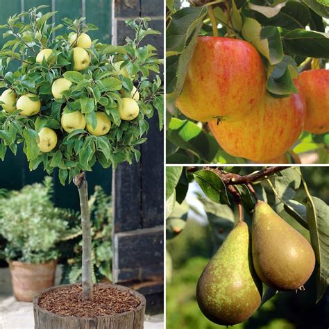 Fruit Trees Home Gardening Apple Cherry Pear Plum Miniature Dwarf