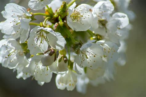Fruit Tree Blossom White Tender Flowers In Spring On Blue Sky