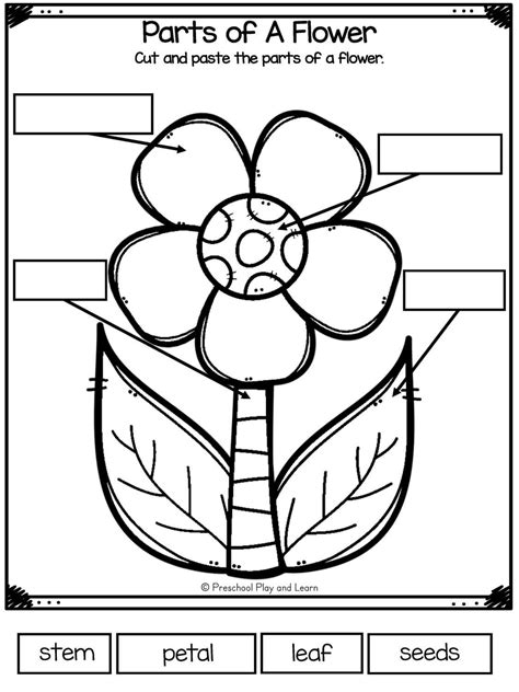 Parts Of A Flower Worksheet Free Printable
