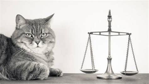Cat Summoned For Jury Duty In Boston The Felines Owners Filed To Have
