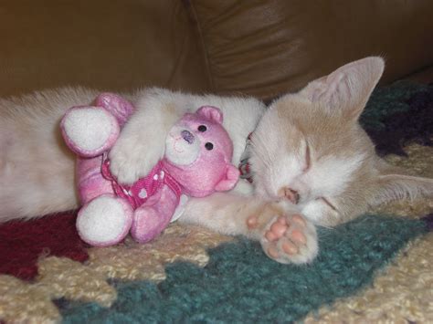 A White Cat Laying On Top Of A Couch Next To A Pink Teddy Bear