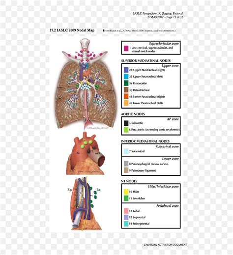 Lymph Node Lung Cancer Staging Lung Cancer Staging Anatomy Png