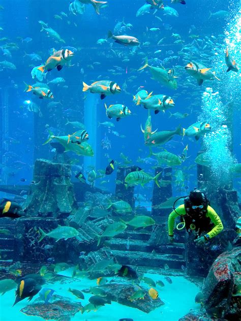 Fileatlantis Dubai Aquarium Wikimedia Commons