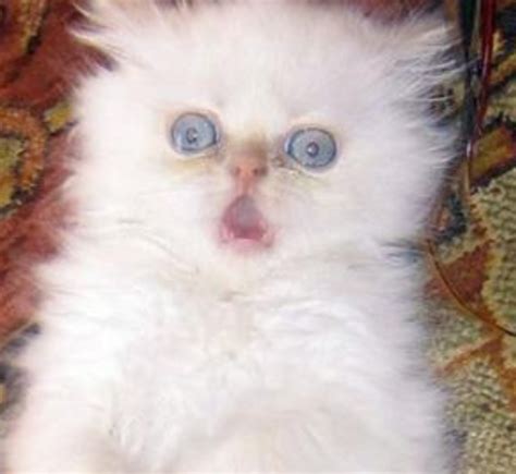 Funny Kitten Pictures With Shocking Face Expressionpng Hi Res 720p Hd