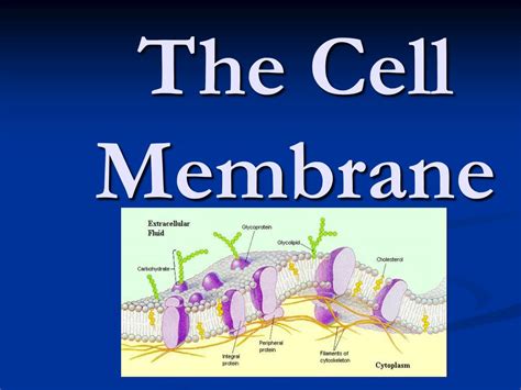 Ppt The Cell Membrane Powerpoint Presentation Id501873