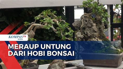 Meraup Untung Dari Budidaya Tanaman Bonsai Kompas Tv Vidio