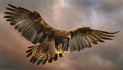 Photo Golden Eagle Landing By Ronald Coulter On 500px Com Imagens
