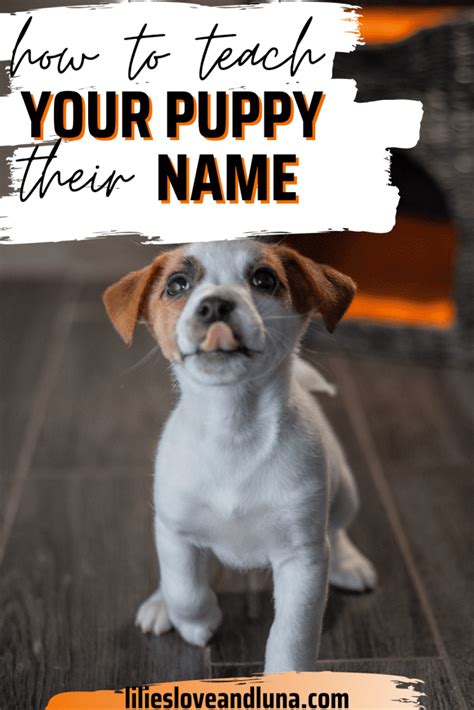 How To Teach Your Dog Their Name Lilies Love And Luna