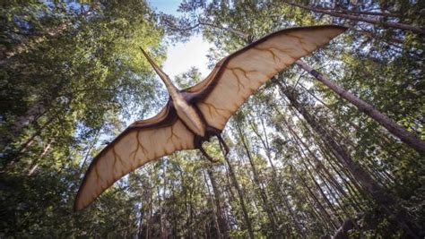 Researchers Discover New Pterosaurs Species Weblio Weekly
