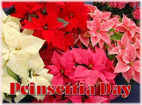Poinsettia Day December 12 Poinsettia December 12 December