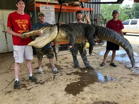 Man Catches 13 Foot Alligator And Finds It Had Eaten 6000 Year Old