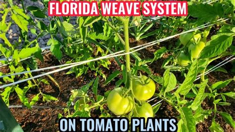 Florida Weave For Tomato Plants Youtube